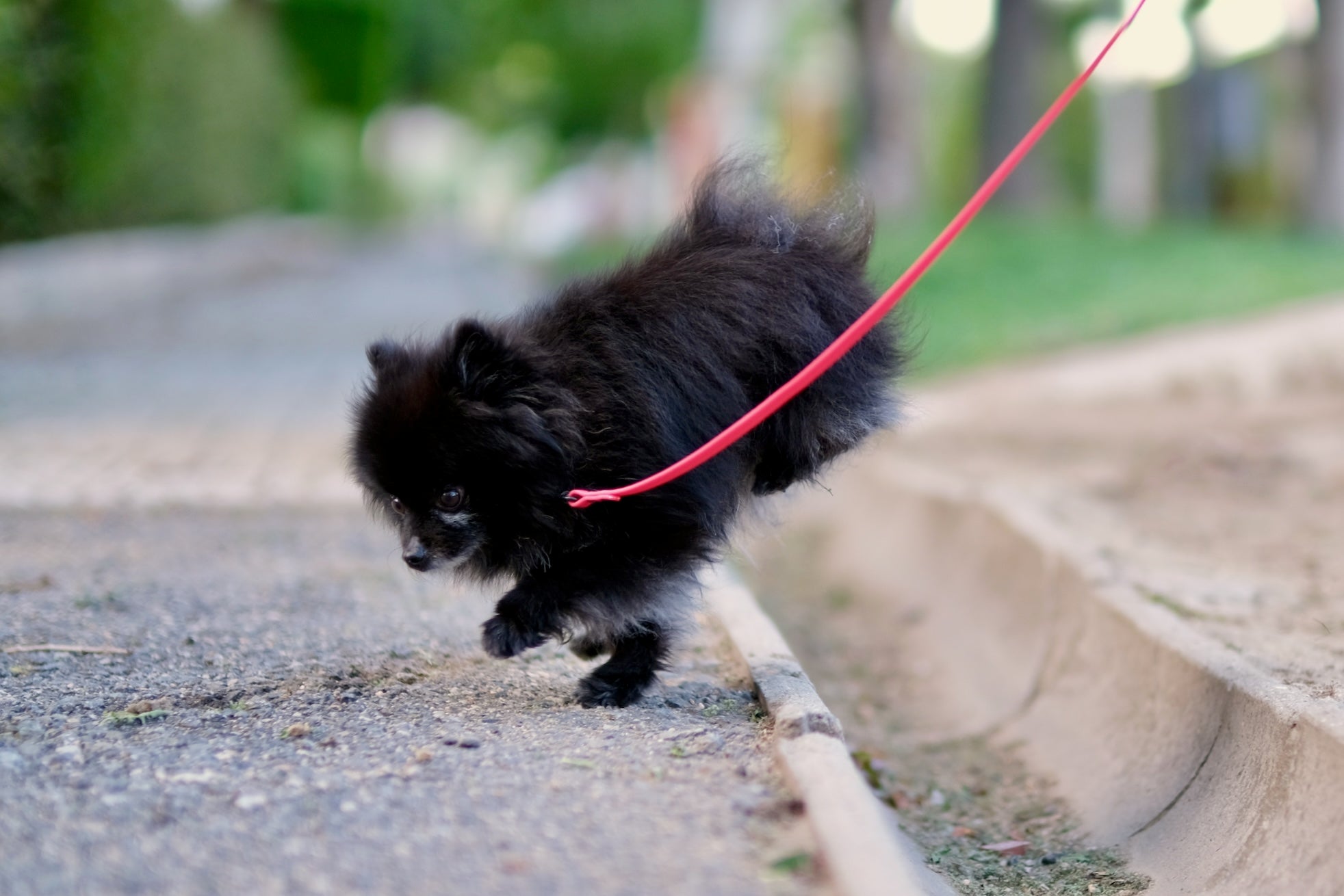 mini Leash