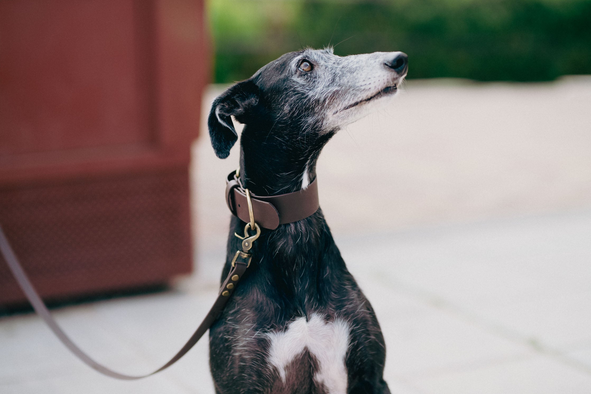 Manhattan Edition Leash