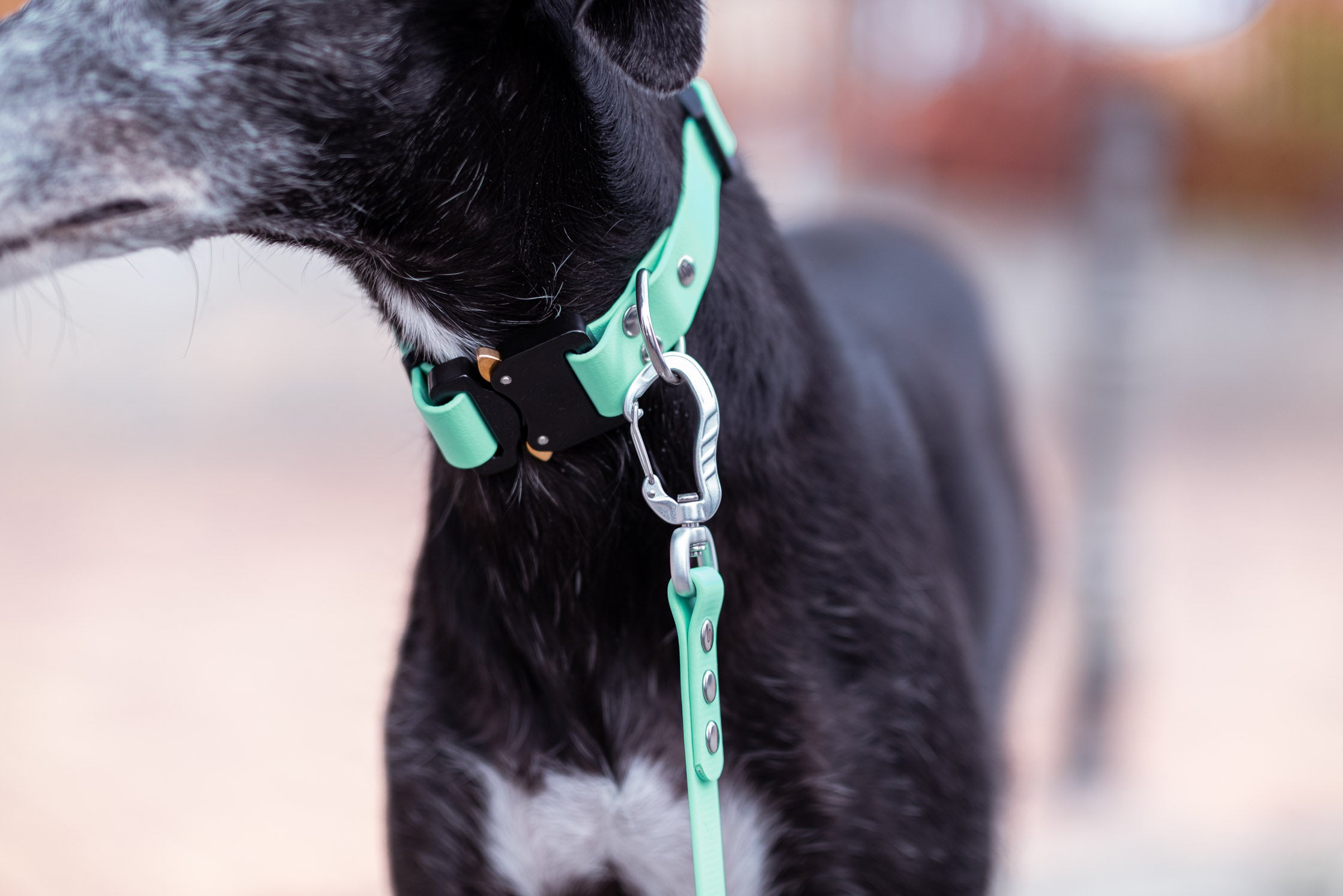 Pro Zenit Collar