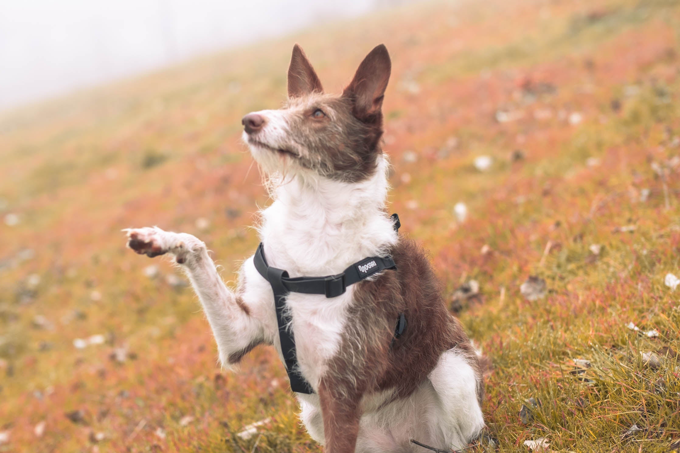 Arnés Mokari Essential