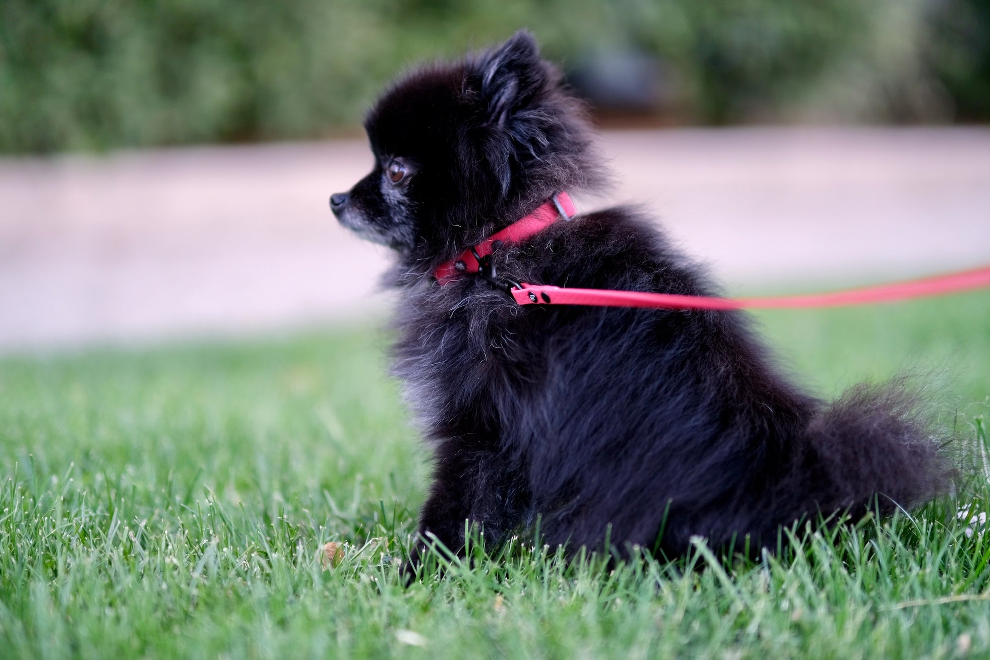 Collar mini