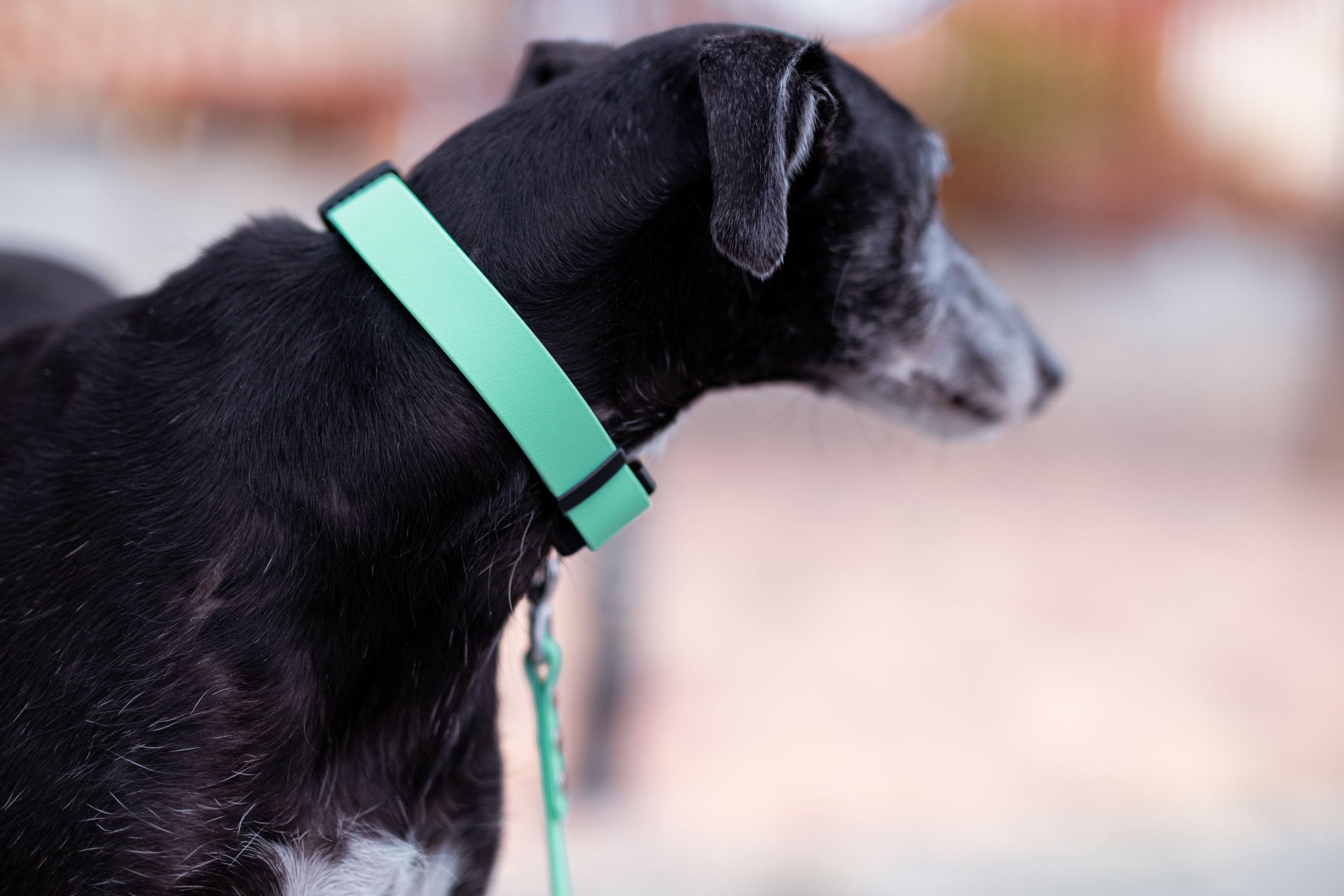Pro Zenit Collar