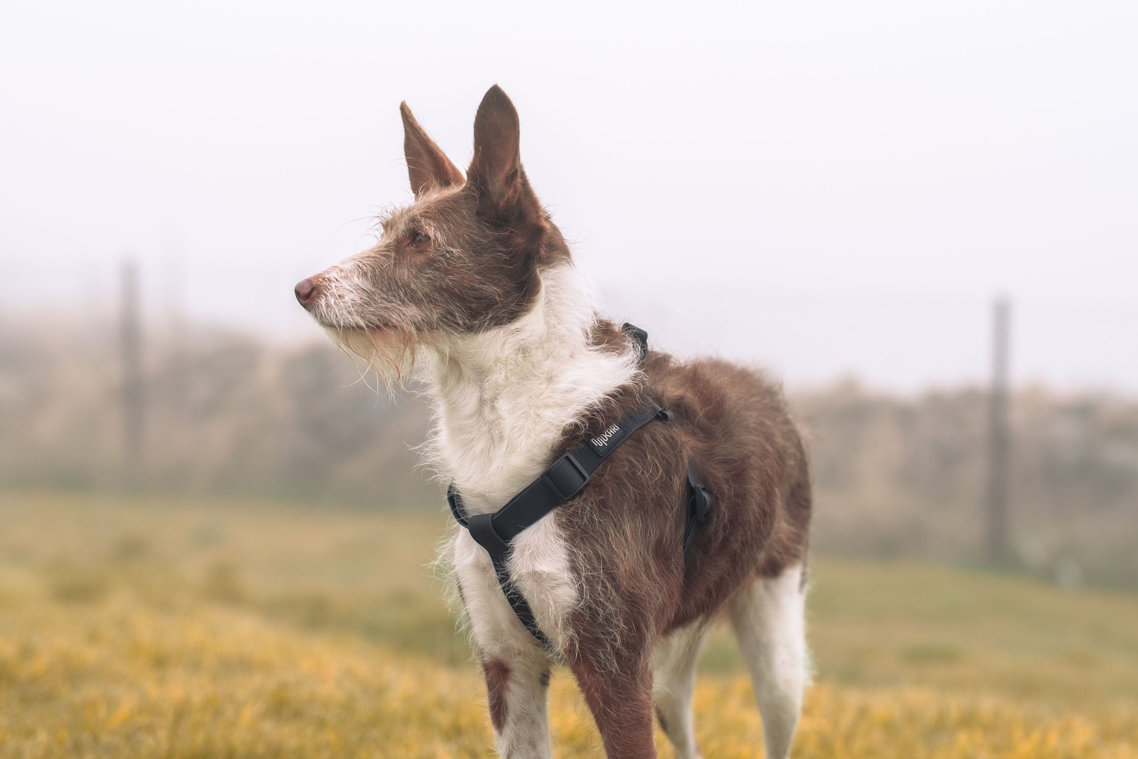 Arnés Mokari Essential