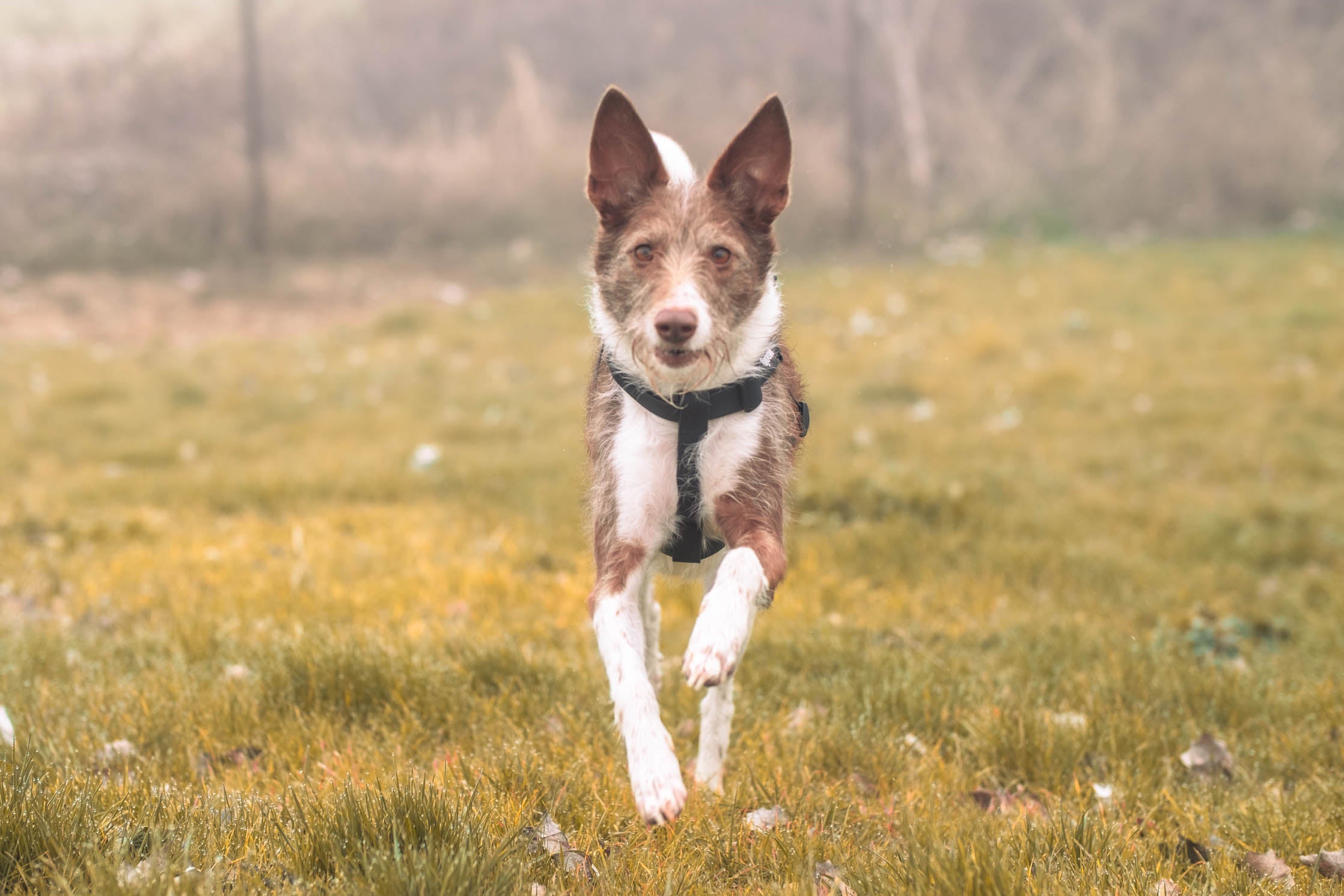 Arnés Mokari Essential